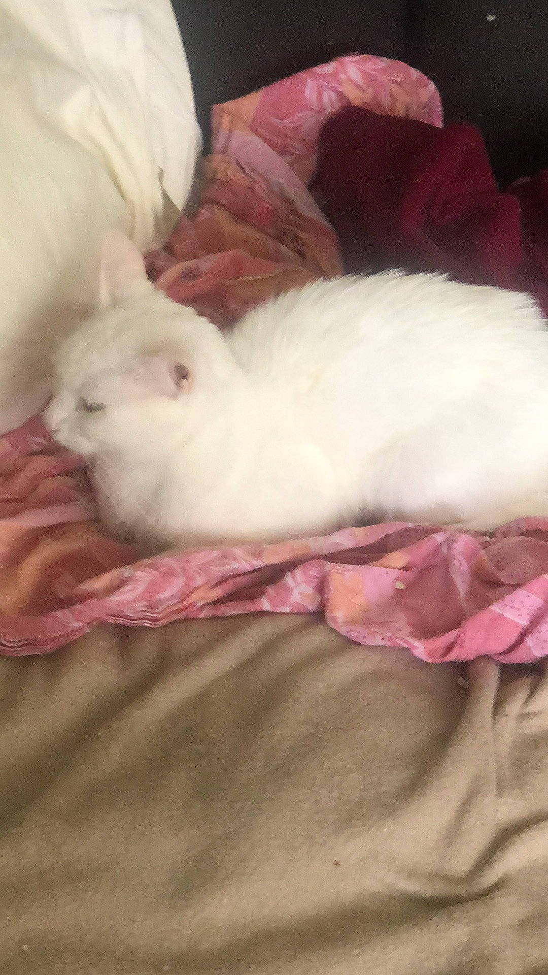 Flocon participe au concours pour gagner de l'argent avec cette photo : canidae, carnivore, comfort, companion_dog, dog_breed, domestic_rabbit, fawn, felidae, fur, linens, nap, paw, pink, rabbit, rabbits_and_hares, sleep, small_to_medium_sized_cats, snout, tail, whiskers