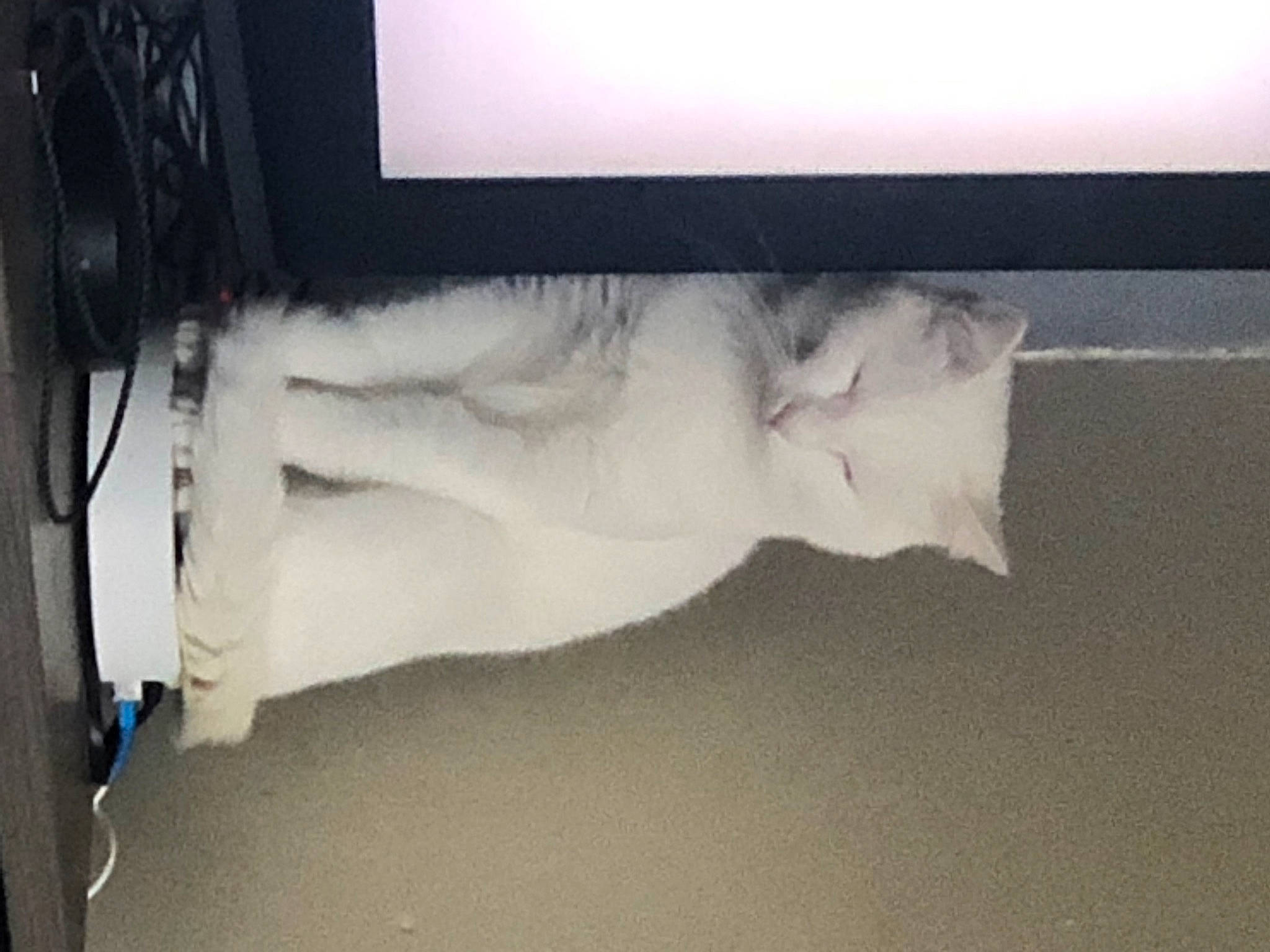 Flocon participe au concours pour gagner de l'argent avec cette photo : art, cable, elbow, electrical_wiring, flesh, flooring, foot, fur, gesture, human_leg, knee, leg, plaster, room, tail, visual_arts, wing, wire, wood, wrist