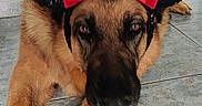Layka a rejoint le concours — aidez-le/la à gagner de superbes lots ! animal, black_fur, brown_fur, chair, costume, cute, dog, domestic, floor, furniture, german_shepherd, headband, home, indoor, laying_down, minnie_mouse_ears, pet, red_bow, table, tile_floor