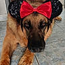 dog, german_shepherd, pet, indoor, floor, tile_floor, headband, minnie_mouse_ears, red_bow, animal, laying_down, brown_fur, black_fur, furniture, table, chair, home, domestic, cute, costume