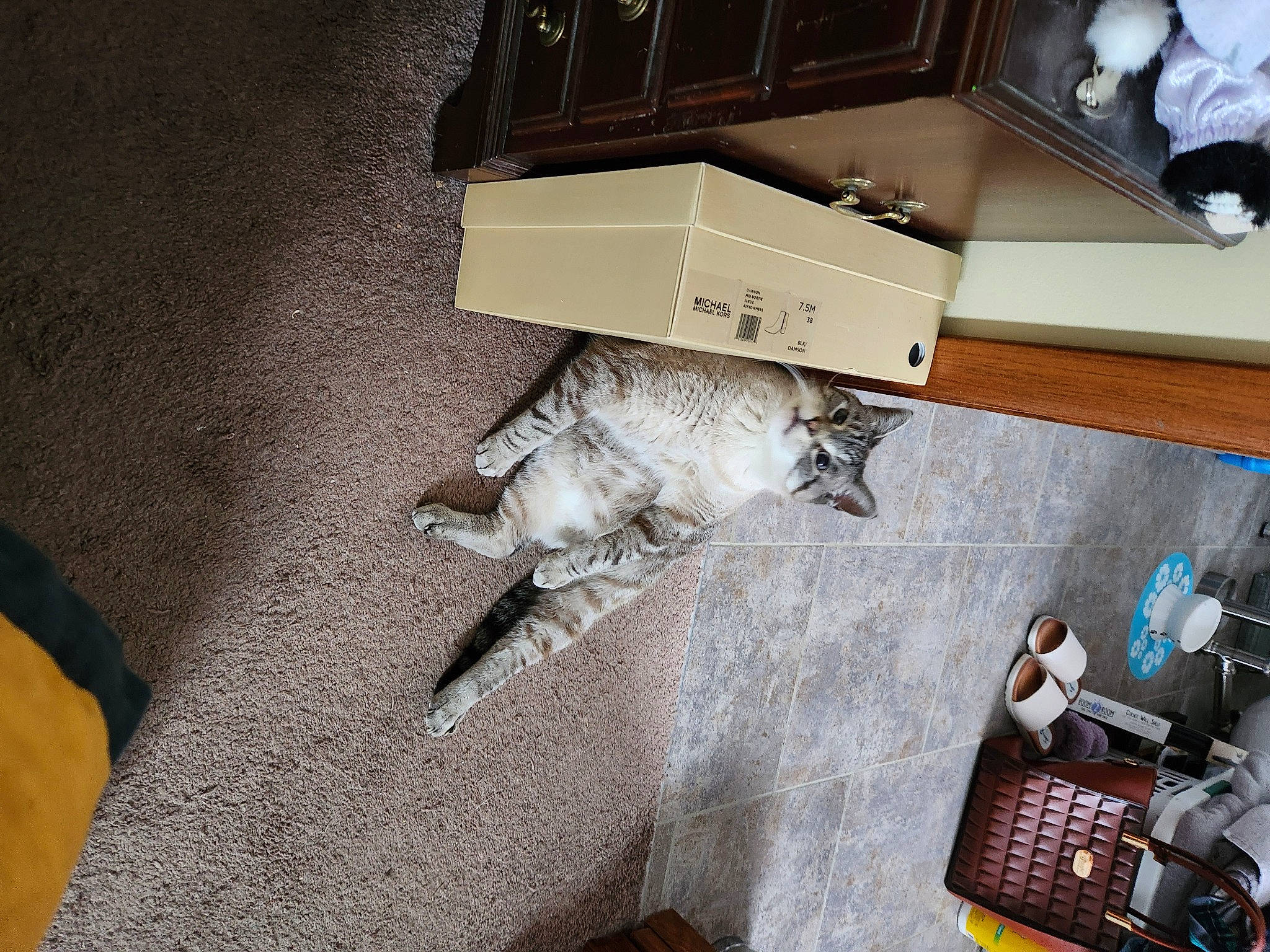 Napoleon is registered to the contest to win money with this photo: bookcase, cabinetry, carnivore, cat, chest_of_drawers, comfort, domestic_short_haired_cat, drawer, felidae, floor, flooring, grey, hardwood, living_room, room, shelving, small_to_medium_sized_cats, tail, whiskers, wood