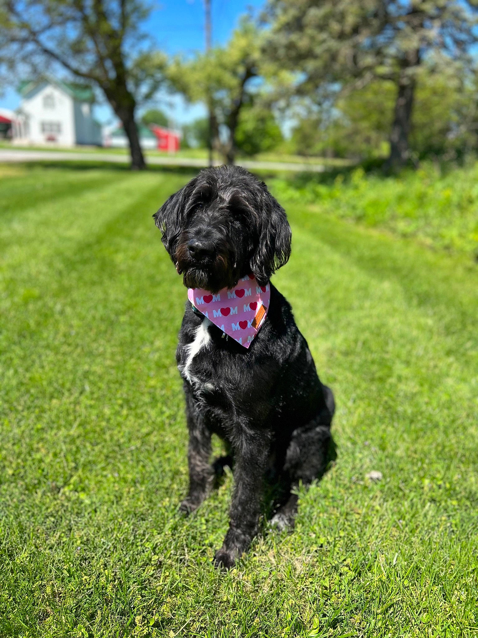 Gus joined the competition — help win amazing prizes! canidae, carnivore, collar, companion_dog, dog, dog_breed, dog_collar, fur, grass, liver, plant, sky, snout, sporting_group, tail, terrier, toy_dog, tree, water_dog, working_animal