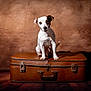 dog, small_dog, jack_russell, pet, animal, suitcase, vintage_suitcase, leather, studio_portrait, brown_background, wood_floor, paw, ears, white_fur, spot_on_face, shadow, curious_expression, cute, travel, luggage