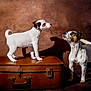 Rhadamanthe a rejoint le concours — aidez-le/la à gagner de superbes lots ! dog, puppy, jack_russell, two_dogs, suitcase, leather_suitcase, studio, portrait, brown_background, standing, looking_up, shadow, wooden_floor, paws, ears, snout, attentive, pet, vintage, companion
