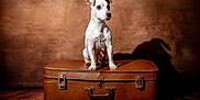 Rhadamanthe participe au concours pour gagner de l'argent avec cette photo : dog, jack_russell, pet, animal, suitcase, vintage_suitcase, leather, studio_background, portrait, sitting, brown_background, shadow, wooden_floor, single_subject, alert, white_fur, small_dog, ear_up, travel, cute