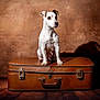 dog, jack_russell, pet, animal, suitcase, vintage_suitcase, leather, studio_background, portrait, sitting, brown_background, shadow, wooden_floor, single_subject, alert, white_fur, small_dog, ear_up, travel, cute