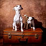 Rhadamanthe participe au concours pour gagner de l'argent avec cette photo : dog, puppy, pair, suitcase, leather_suitcase, vintage, studio_portrait, brown_background, wooden_floor, paws, fur, looking_up, curious, pet, domestic_animal, shadow, warm_lighting, travel, companionship, portrait