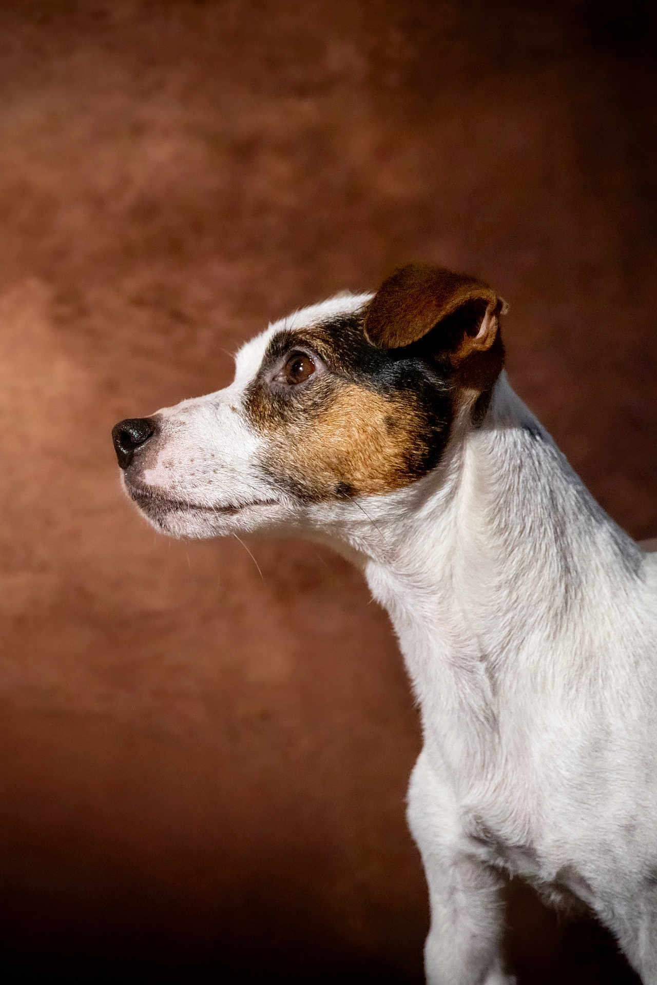 Rhadamanthe a rejoint le concours — aidez-le/la à gagner de superbes lots ! dog, canine, pet, portrait, profile, side_view, short_hair, white_fur, brown_fur, attentive, studio_lighting, textured_background, closeup, whiskers, nose, ear, neck, muzzle, eye, animal