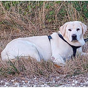 Gaya participe au concours pour gagner de l'argent avec cette photo : animal, calm, canine, daylight, dog, dry_grass, ears, fur, grass, greenery, harness, labrador, lying_down, muzzle, nature, outdoor, pet, relaxed, side_view, white_dog