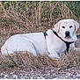 animal, calm, canine, daylight, dog, dry_grass, ears, fur, grass, greenery, harness, labrador, lying_down, muzzle, nature, outdoor, pet, relaxed, side_view, white_dog
