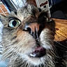 Mochi is registered to the contest to win money with this photo: animal, cat, close_up, curious, curtain, domestic, expression, face, feline, fur, home, indoor, mouth_open, nose, pet, table, whiskers, wide_eyes, window, wood