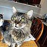 Mochi is registered to the contest to win money with this photo: animal_face, background_blur, cat, chair, closeup, companion, curious, domestic_animal, domestic_life, fur, furniture, green_eyes, household, indoor, kitchen, pet, tabby_cat, two_cats, whiskers, wooden_table