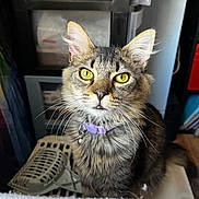 Mochi is registered to the contest to win money with this photo: animal, cat, close_up, collar, curious, domestic_animal, feline, fur, household, indoor, looking, mammal, pet, pet_carrier, portrait, sitting, storage, tabby, whiskers, yellow_eyes