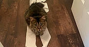 Mochi joined the competition — help win amazing prizes! animal, cat, curious, domestic_cat, ears, floor, fur, green_eyes, hallway, indoor, looking_up, mess, mischievous, pet, playful, sitting, tabby, toilet_paper, whiskers, wooden_floor