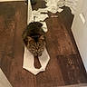 animal, cat, curious, domestic_cat, ears, floor, fur, green_eyes, hallway, indoor, looking_up, mess, mischievous, pet, playful, sitting, tabby, toilet_paper, whiskers, wooden_floor