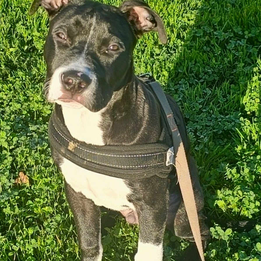 Vegas a rejoint le concours — aidez-le/la à gagner de superbes lots ! accessories, animal, bostonbull, boxer, bulldog, canine, dog, face, grass, head, herbal, herbs, hound, person, pet, pitbull, plant, puppy, strap, vegetation