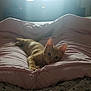 Tigrou a rejoint le concours — aidez-le/la à gagner de superbes lots ! bed, carnivoran, cat, cat_like_mammal, kitten, mammal, small_to_medium_sized_cats, tail, whiskers