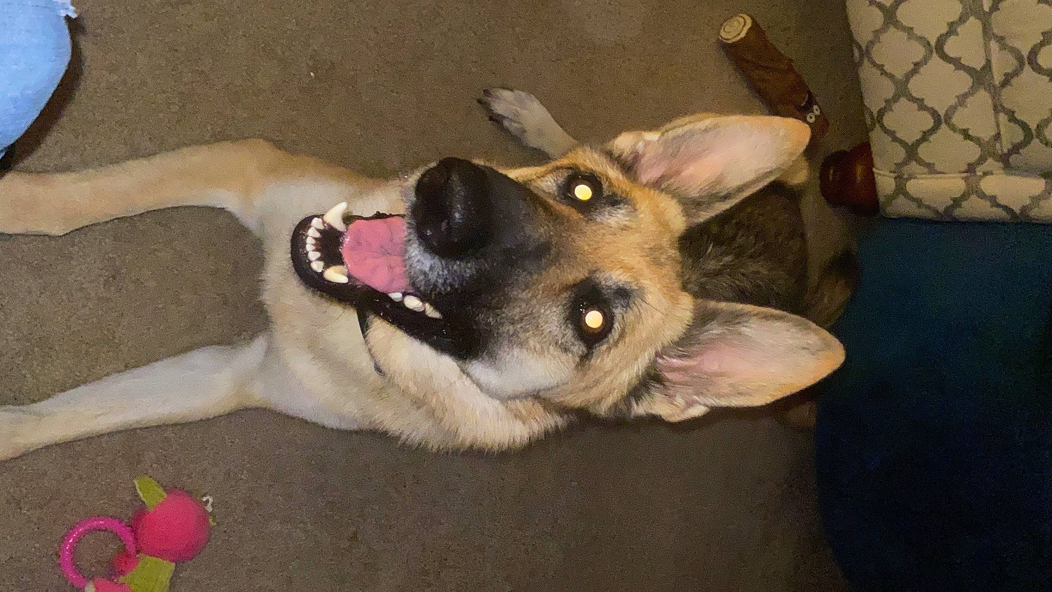 Baylie is registered to the contest to win money with this photo: canidae, carnivore, dog, dog_breed, east_european_shepherd, fawn, german_shepherd_dog, king_shepherd, mammal, norwegian_elkhound, snout, street_dog, vertebrate, wolfdog