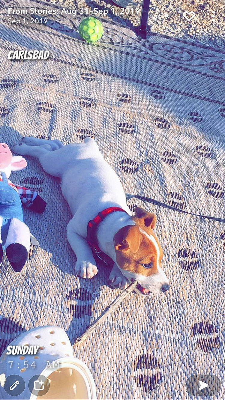 Cash joined the competition — help win amazing prizes! carnivore, collar, companion_dog, dog, dog_breed, dog_supply, fawn, flooring, non_sporting_group, paw, pet_supply, road_surface, shadow, snout, tail, wood