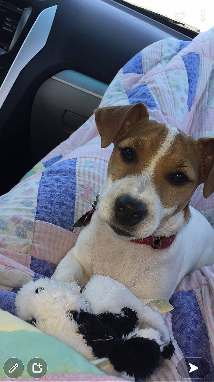 Cash is registered to the contest to win money with this photo: car_seat, car_seat_cover, carnivore, collar, comfort, companion_dog, dog, dog_breed, dog_collar, dog_supply, fawn, fur, hunting_dog, irishjacks, leash, terrier, whiskers, working_animal