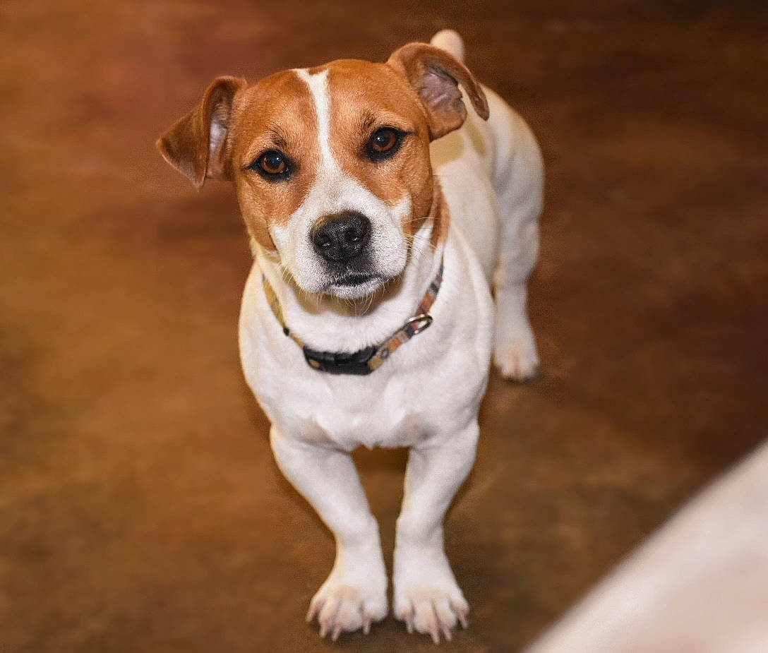 Cash joined the competition — help win amazing prizes! canidae, carnivore, collar, companion_dog, dishware, dog, dog_breed, dog_collar, fawn, fur, irishjacks, non_sporting_group, serveware, snout, sporting_group, tableware, terrestrial_animal, whiskers, wood, working_animal