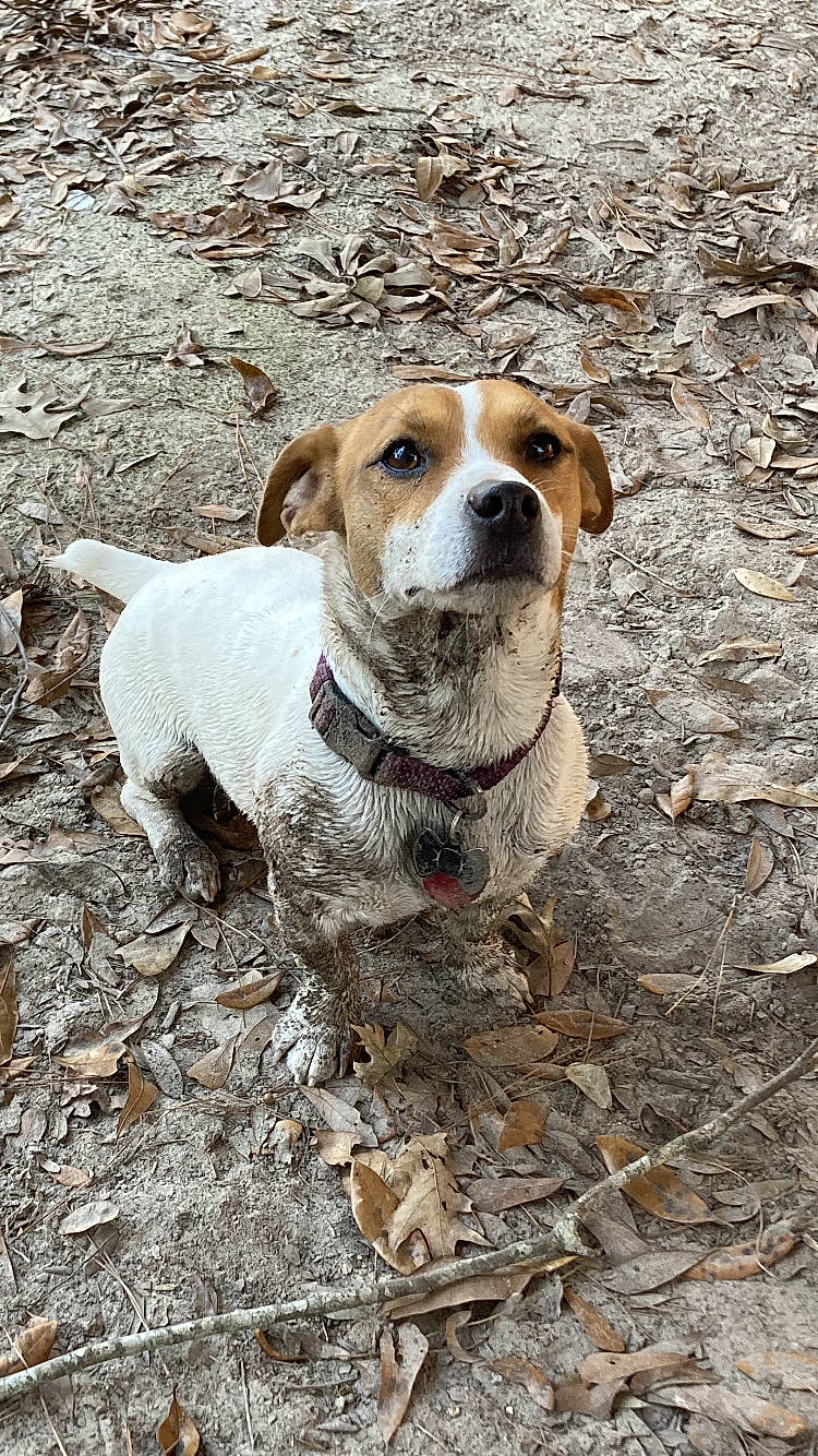 Cash joined the competition — help win amazing prizes! canidae, carnivore, collar, companion_dog, dog, dog_breed, fawn, hound, hunting_dog, snout, soil, sporting_group