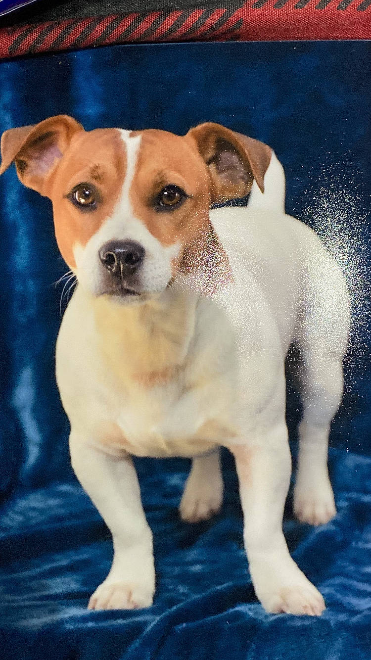 Cash is registered to the contest to win money with this photo: ancient_dog_breeds, art, canidae, carnivore, companion_dog, dishware, dog, dog_breed, fawn, hunting_dog, illustration, irishjacks, liquid, snout, sporting_group, terrestrial_animal, terrier, water, whiskers, working_animal