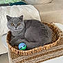cat, gray_cat, pet, animal, basket, toy_ball, indoor, cozy, furniture, woven_basket, table, cushion, home, relaxed, curled_up, fur, cute, domestic_cat, orange_eyes, resting