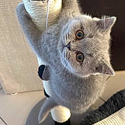 Ares participe au concours pour gagner de l'argent avec cette photo : kitten, gray_cat, scratching_post, pet, indoor, fur, cute, animal, whiskers, climbing, playful, floor, tile, curious, young_cat, ears, tail, home, feline, close_up