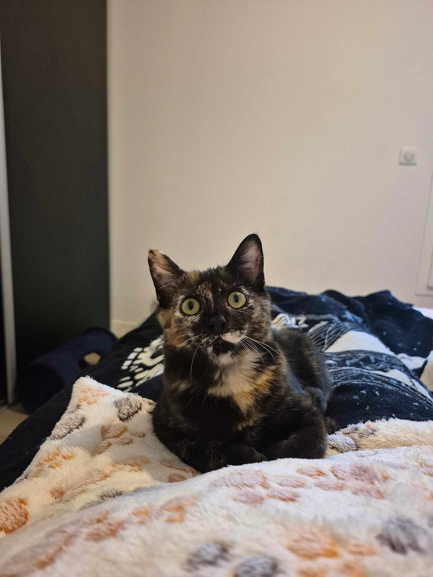 Nami participe au concours pour gagner de l'argent avec cette photo : cat, tortoiseshell_cat, pet, indoor, bed, blanket, cozy, wide_eyes, whiskers, fur, portrait, animal, feline, domestic_cat, sitting, looking_up, ears, curious, living_room, close_up