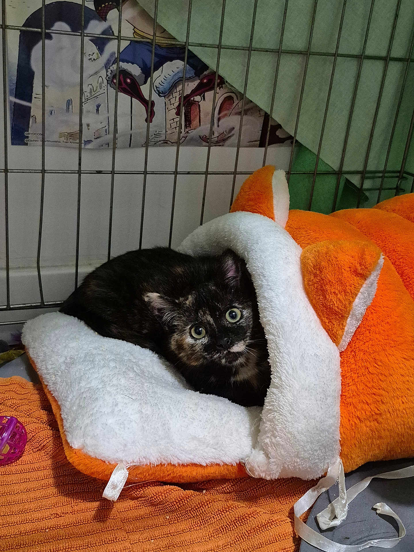 Nami a rejoint le concours — aidez-le/la à gagner de superbes lots ! kitten, cat, tortoiseshell, plush_bed, orange, white, cage, toy, towel, indoor, pet, animal, fur, eyes, cute, resting, looking, small, cozy, colorful