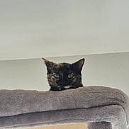 Nami participe au concours pour gagner de l'argent avec cette photo : animal, cat, cat_tree, ceiling, cozy, curious, ears, feline, fur, green_eyes, home, indoor, peeking, pet, plush, portrait, resting, sitting, tortoiseshell_cat, whiskers