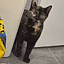 Nami participe au concours pour gagner de l'argent avec cette photo : cat, tortoiseshell_cat, pet, indoor, curious, green_eyes, whiskers, tilted_head, doorway, colorful_bag, shopping_bag, tile_floor, floor, wall, portrait, young_cat, paw, black_fur, calico_markings, closeup