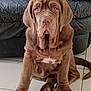 Aly participe au concours pour gagner de l'argent avec cette photo : dog, puppy, brown_dog, wrinkles, sitting, floor, tile_floor, leather_couch, indoors, pet, cute, paws, young_dog, canine, adorable, fur, animal, face, ears, tail
