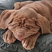 Aly a rejoint le concours — aidez-le/la à gagner de superbes lots ! dog, puppy, sleeping, brown, wrinkled, leather_couch, paw, pet, cute, close_up, animal, domestic_animal, relaxed, indoors, fur, snout, nose, ears, resting, mammal