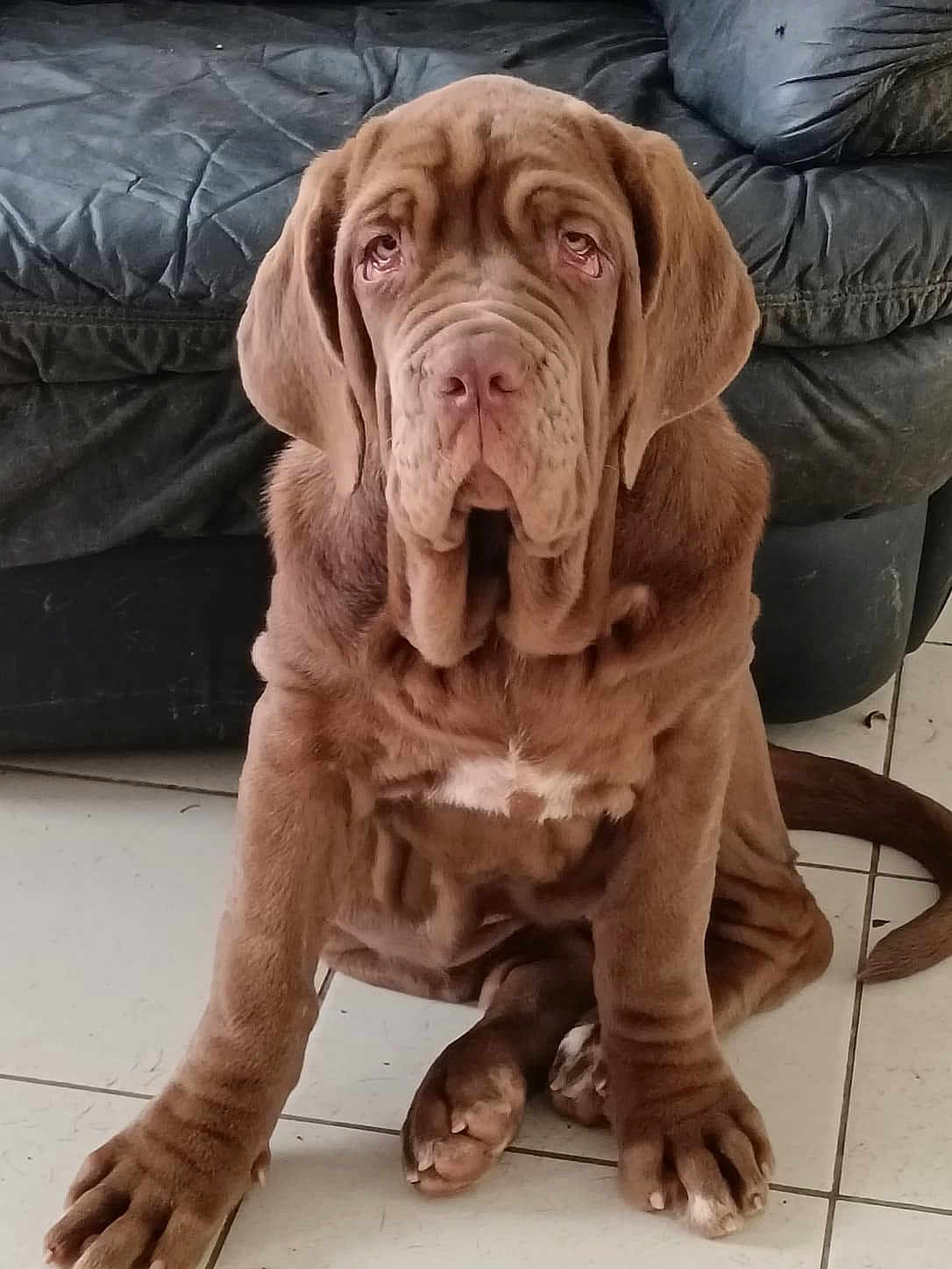 Aly participe au concours pour gagner de l'argent avec cette photo : dog, puppy, brown_dog, wrinkles, sitting, floor, tile_floor, leather_couch, indoors, pet, cute, paws, young_dog, canine, adorable, fur, animal, face, ears, tail