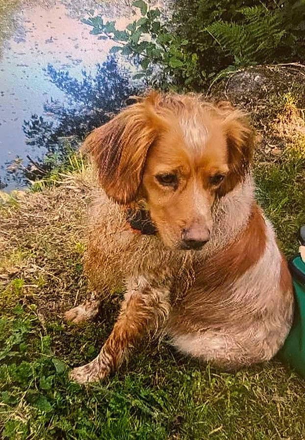 Joy a rejoint le concours — aidez-le/la à gagner de superbes lots ! canidae, carnivore, companion_dog, dog, dog_breed, eye, fawn, fur, grass, gun_dog, liver, plant, retriever, snout, soil, spaniel, sporting_group, terrestrial_animal, water, working_animal