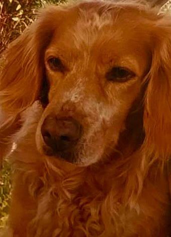 Joy participe au concours pour gagner de l'argent avec cette photo : canidae, carnivore, companion_dog, dog, dog_breed, ear, eye, fawn, fur, gun_dog, liver, retriever, snout, sporting_group, terrestrial_animal, vertebrate, whiskers, wood, working_animal