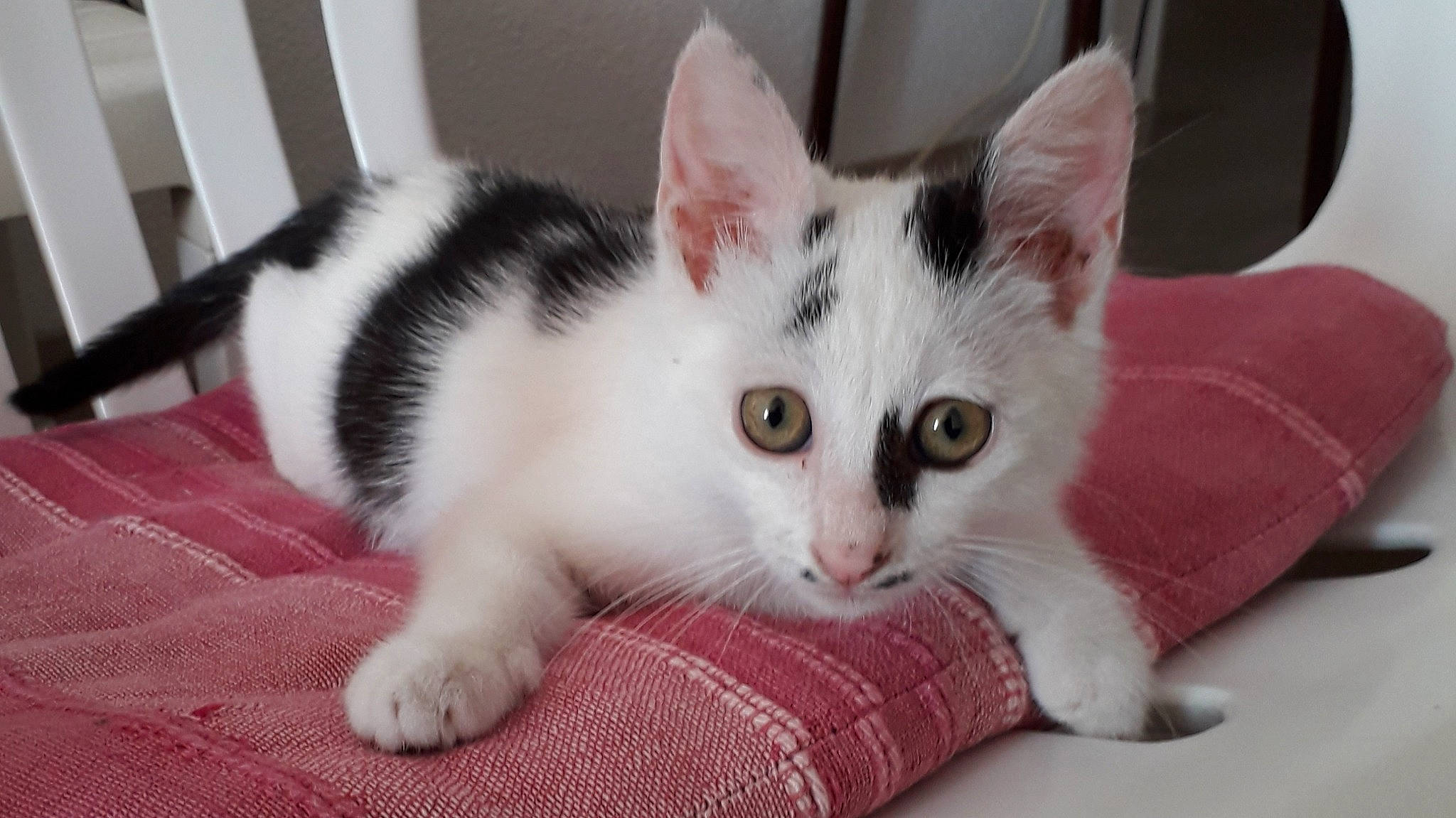 Bianca participe au concours pour gagner de l'argent avec cette photo : carnivore, cat, comfort, domestic_short_haired_cat, felidae, fur, paw, pet_supply, small_to_medium_sized_cats, snout, tail, whiskers, window