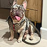 dog, french_bulldog, pet, puppy, sitting, portrait, tongue_out, smiling, happy, ears, wrinkled_face, harness, leash, designer_accessory, indoors, wooden_floor, cabinet, home, fashionable, animal_photography
