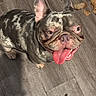 Deebo is registered to the contest to win money with this photo: dog, french_bulldog, pet, canine, portrait, tongue, panting, happy, sitting, standing, short_hair, brindle, blue_merle, large_ears, wrinkled_face, indoors, wood_floor, floor, plush_toy, playful