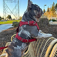 Deebo joined the competition — help win amazing prizes! dog, french_bulldog, pet, harness, red_harness, sitting, outdoor, park, bench, chair, side_profile, ears, short_coat, gray_dog, leash, landscape, power_lines, utility_tower, pathway, trees