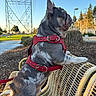 dog, french_bulldog, pet, harness, red_harness, sitting, outdoor, park, bench, chair, side_profile, ears, short_coat, gray_dog, leash, landscape, power_lines, utility_tower, pathway, trees