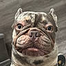 Deebo joined the competition — help win amazing prizes! dog, french_bulldog, pet, animal, portrait, close_up, face, muzzle, wrinkles, eyes, ears, standing, indoor, wood_floor, slipper, cushion, funny, serious_expression, short_coat, photography