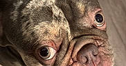 Deebo is registered to the contest to win money with this photo: dog, french_bulldog, pet, canine, close_up, portrait, face, eyes, tongue, wrinkles, brindle, short_hair, standing, indoor, wooden_floor, looking_at_camera, funny, cute, animal, photography