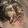 dog, french_bulldog, pet, canine, close_up, portrait, face, eyes, tongue, wrinkles, brindle, short_hair, standing, indoor, wooden_floor, looking_at_camera, funny, cute, animal, photography