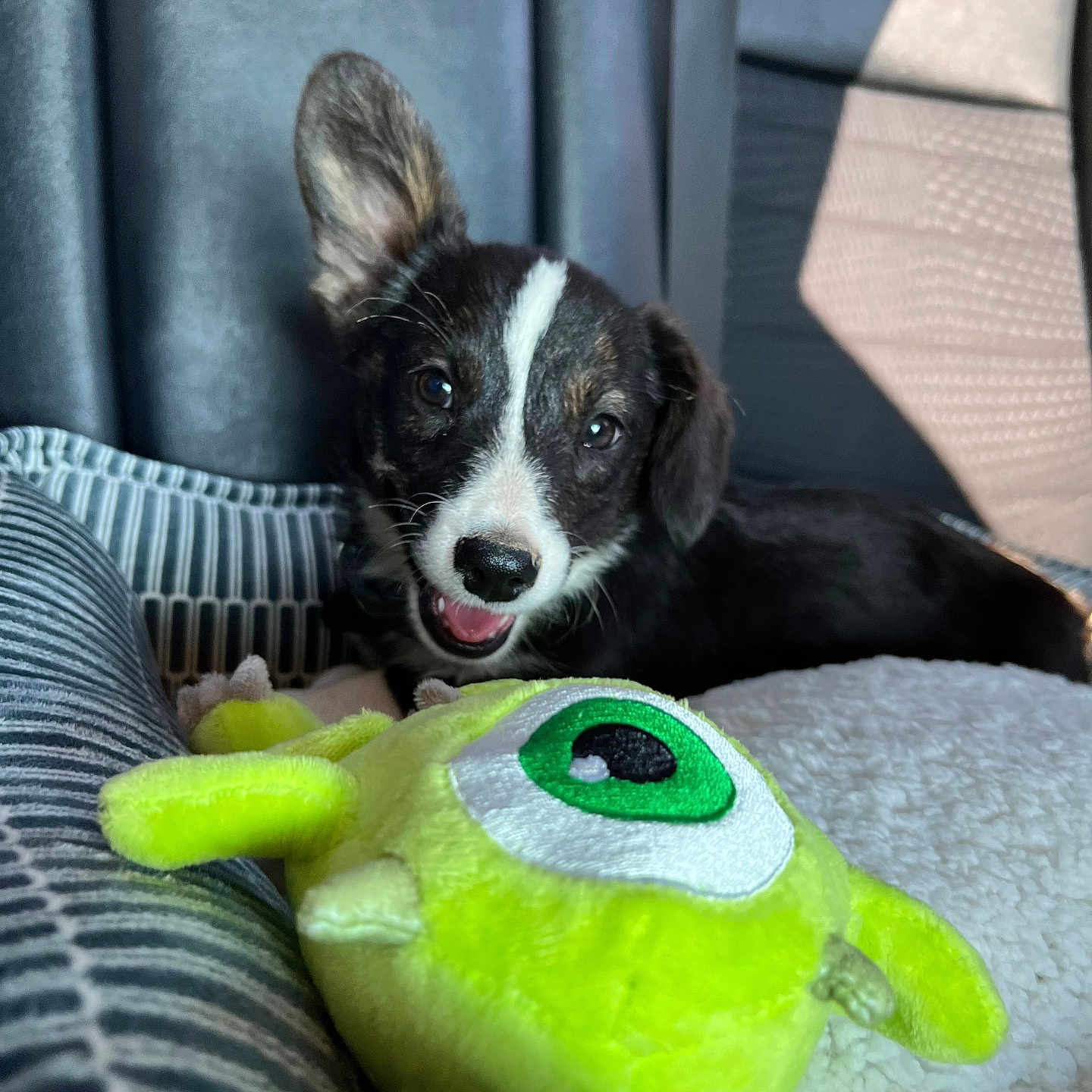 Keller joined the competition — help win amazing prizes! animal, black_and_white, blanket, canine, car_seat, comfort, cozy, cute, dog, ear_up, fur, green_toy, indoor, pet, plush_toy, puppy, resting, smiling, toy, young_dog