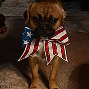 Smokeybear is registered to the contest to win money with this photo: dog, bow_tie, american_flag, indoor, carpet, pet, brown_dog, small_dog, glitter, accessory, animal, cute, face, front_view, paw, domestic_animal, living_room, furniture_leg, shadow, floor