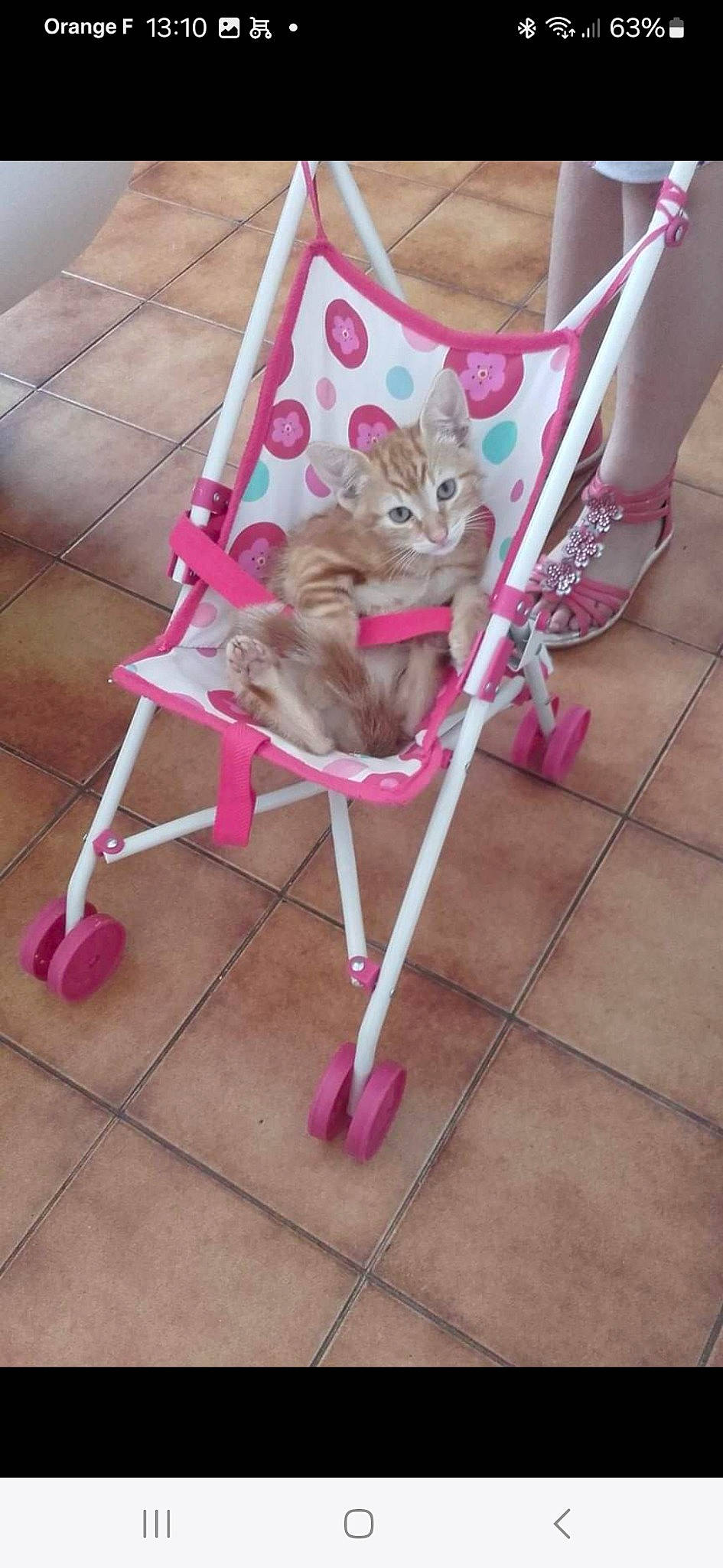 Miroux participe au concours pour gagner de l'argent avec cette photo : carnivore, cat, chair, companion_dog, fashion_accessory, fawn, felidae, floor, flooring, flowerpot, font, fur, magenta, pattern, pink, purple, small_to_medium_sized_cats, tail, whiskers, wood