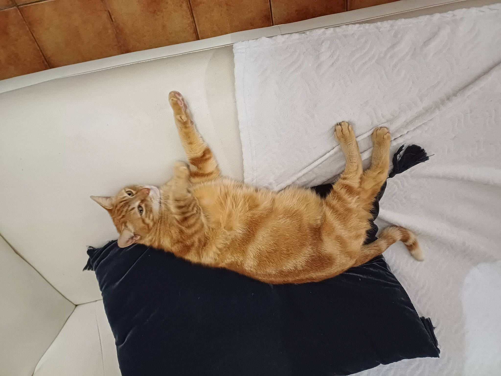 Miroux participe au concours pour gagner de l'argent avec cette photo : canidae, carnivore, cat, cat_supply, claw, comfort, domestic_short_haired_cat, fawn, felidae, flooring, foot, fur, hardwood, paw, room, small_to_medium_sized_cats, sporting_group, tail, whiskers, wood